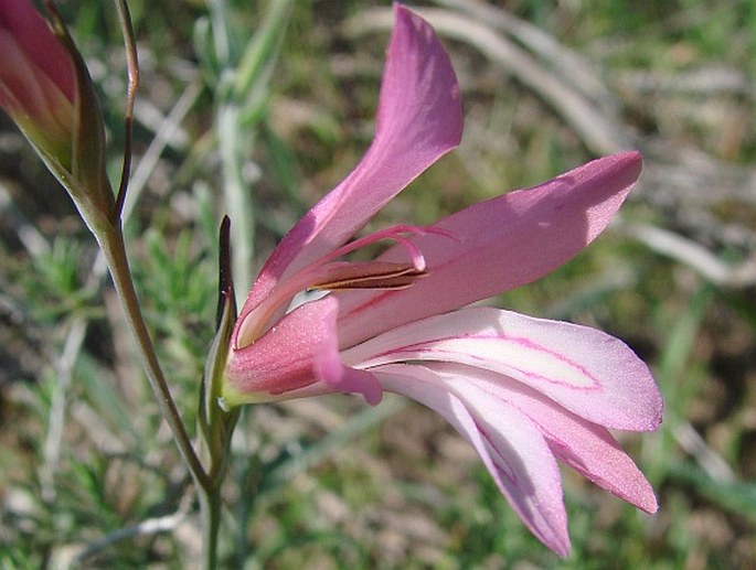 Gladiolus triphyllus