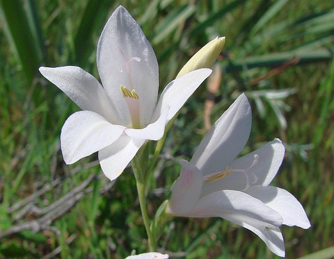 Gladiolus triphyllus