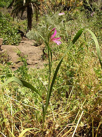 Gladiolus italicus