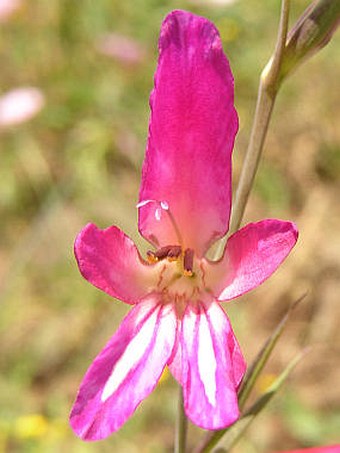 Gladiolus italicus