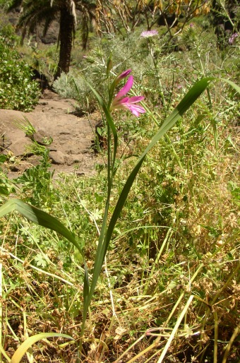 Gladiolus italicus