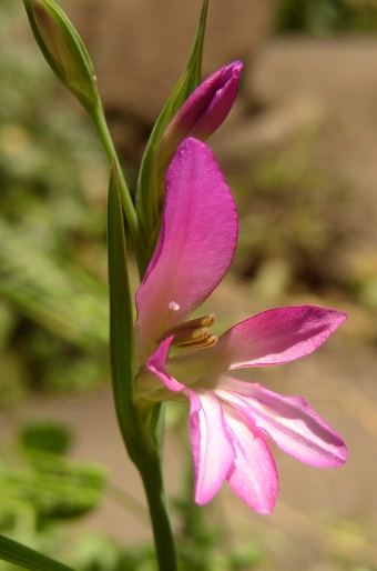 Gladiolus italicus