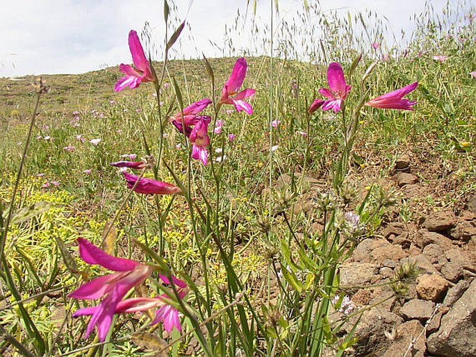 Gladiolus italicus