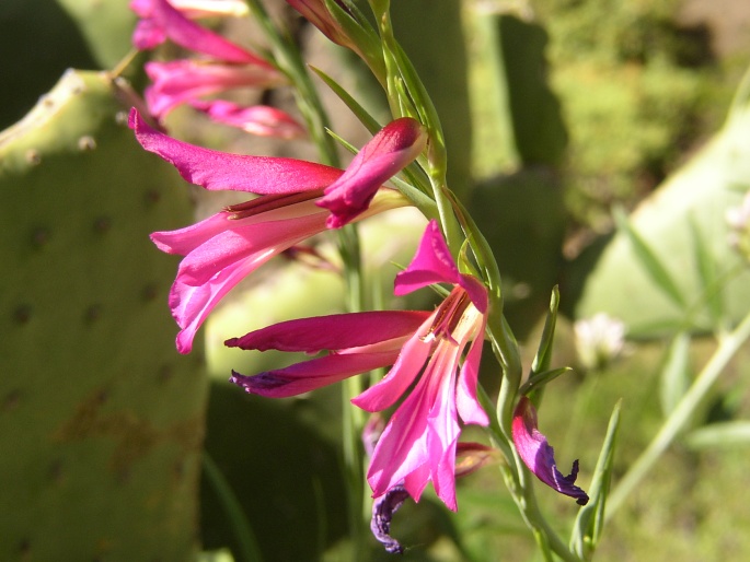 Gladiolus italicus