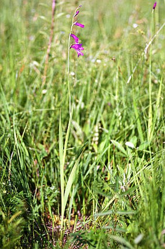 Gladiolus palustris