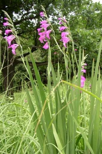 Gladiolus imbricatus