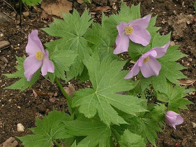 Glaucidium palmatum