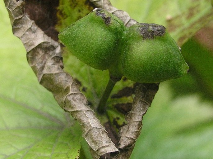 Glaucidium palmatum