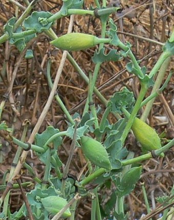 Glaucium flavum