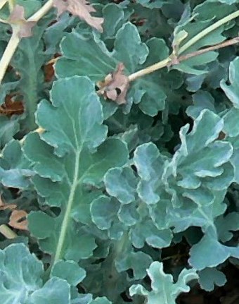 Glaucium flavum