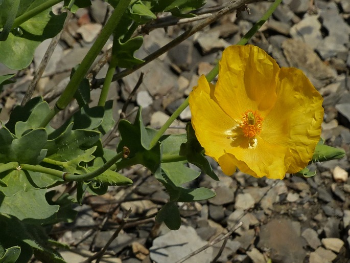 Glaucium flavum