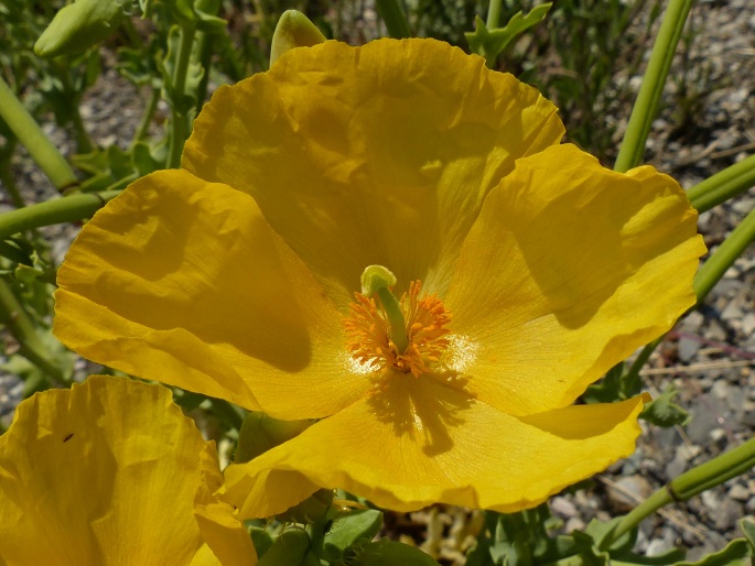 Glaucium flavum