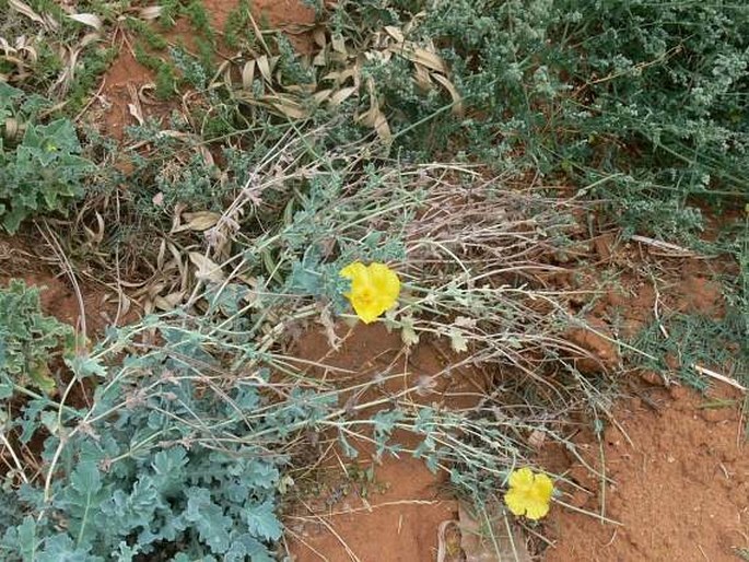 Glaucium flavum