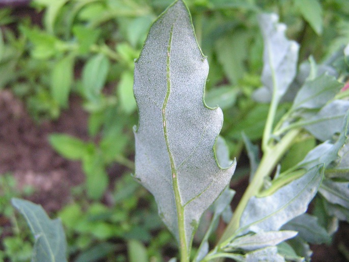 Chenopodium glaucum