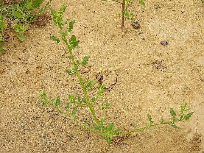 Chenopodium glaucum