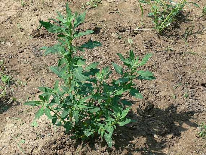 CHENOPODIUM GLAUCUM L. – merlík sivý / mrlík sivý