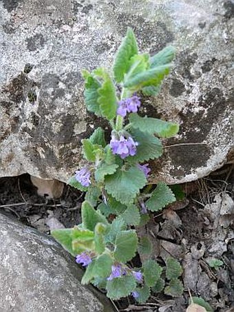 Glechoma hirsuta