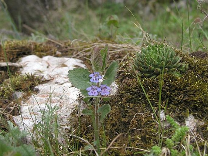 Glechoma hirsuta