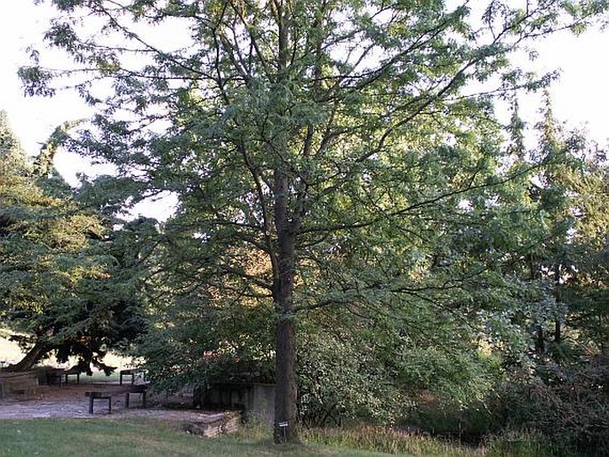 Gleditsia triacanthos