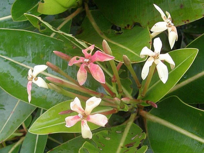 GLIONNETIA SERICEA (Baker) Tirveng.