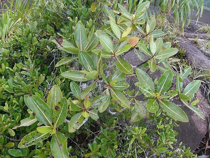 Glionnetia sericea