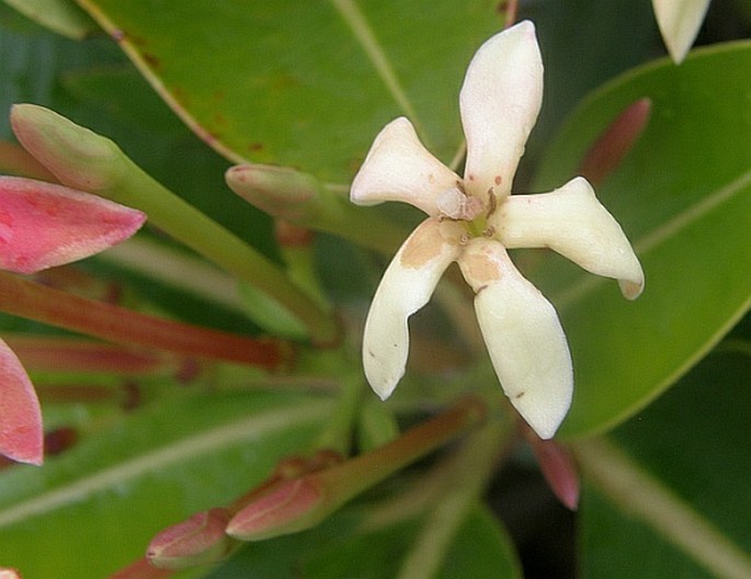 Glionnetia sericea