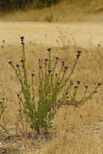 Globularia alypum