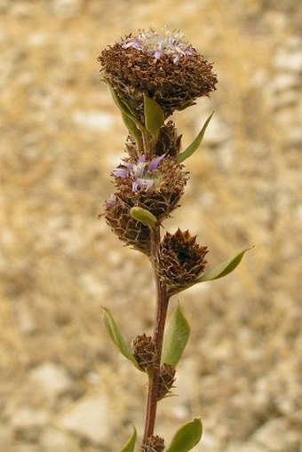 Globularia alypum