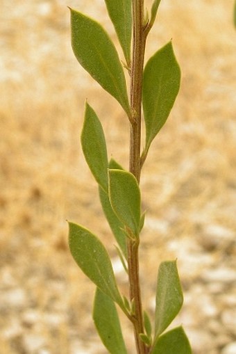 Globularia alypum