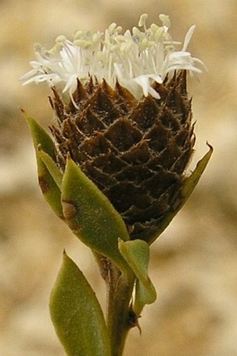 Globularia alypum