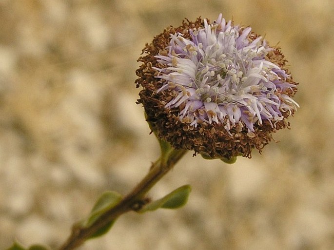 GLOBULARIA ALYPUM L. – koulenka křovitá / guľôčka