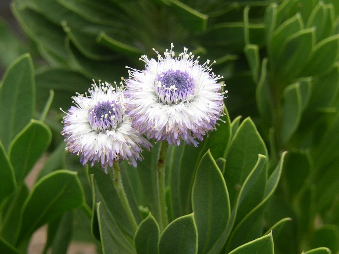 Globularia sarcophylla