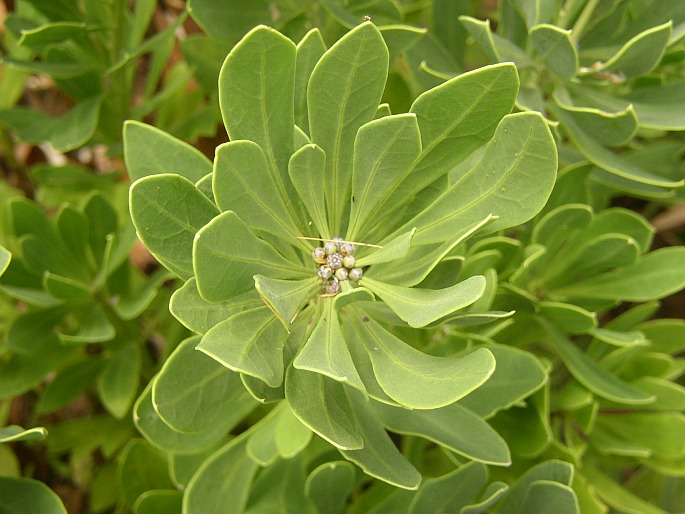 Globularia sarcophylla