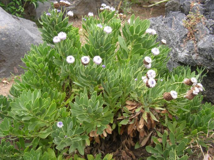 Globularia sarcophylla