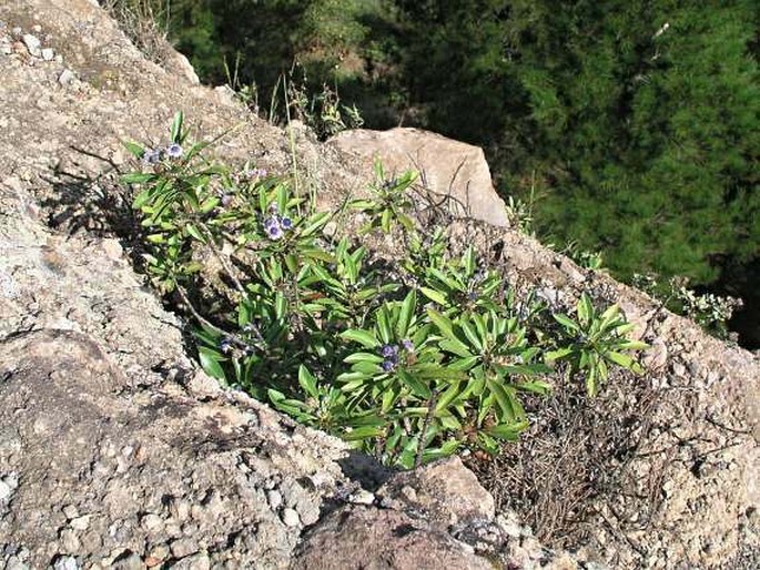 Globularia amygdalifolia