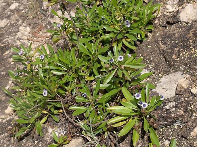 Globularia amygdalifolia