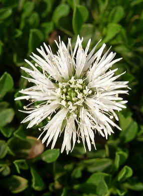 Globularia cordifolia