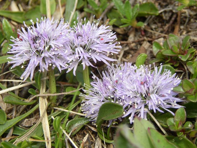 Globularia cordifolia