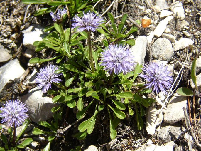 Globularia cordifolia