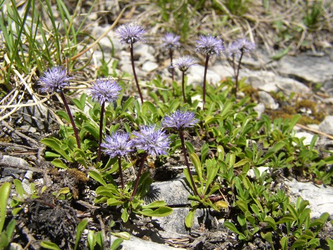 Globularia cordifolia