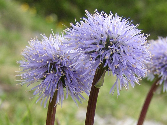 Globularia nudicaulis