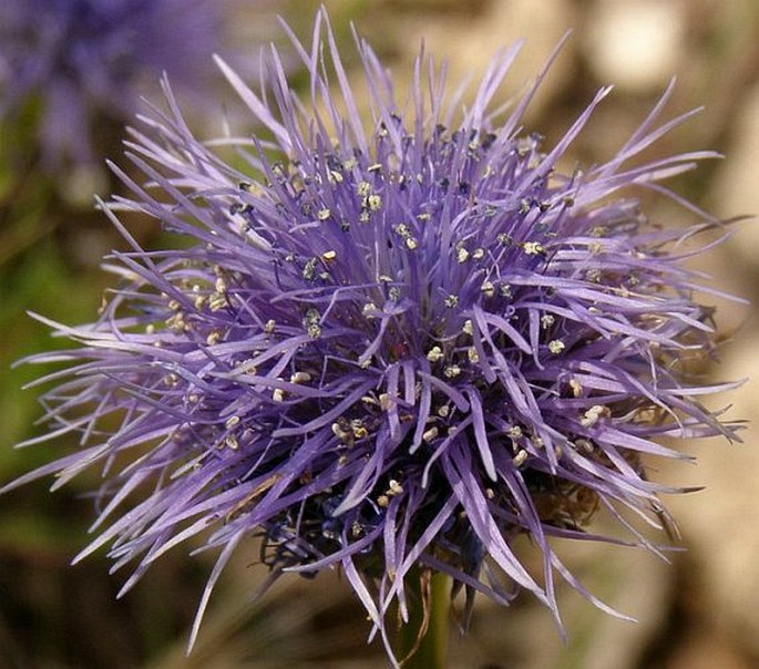 Globularia trichosantha