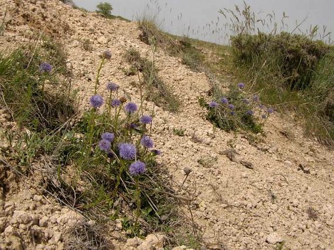 Globularia trichosantha