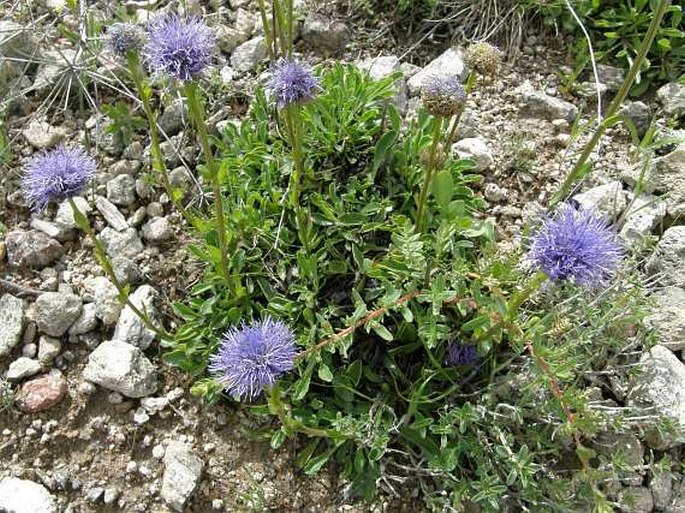 Globularia trichosantha