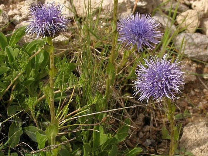 Globularia trichosantha