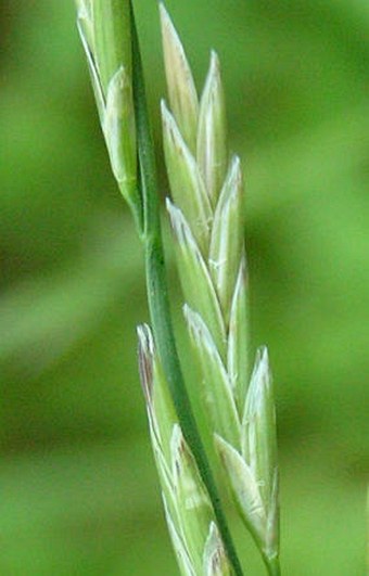 Glyceria fluitans