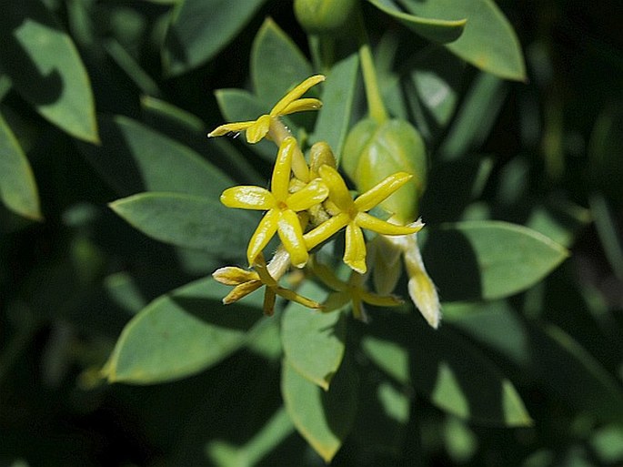 GNIDIA SOCOTRANA (Balf. f.) Gilg