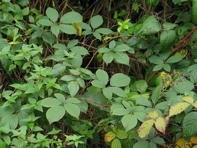 Rubus gracilis