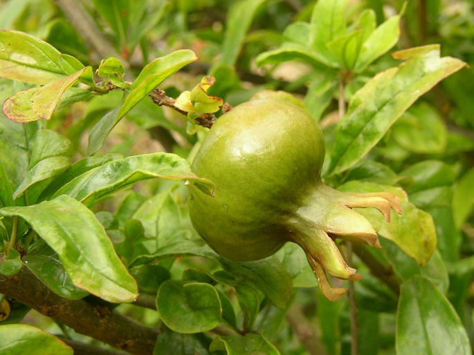 Punica granatum