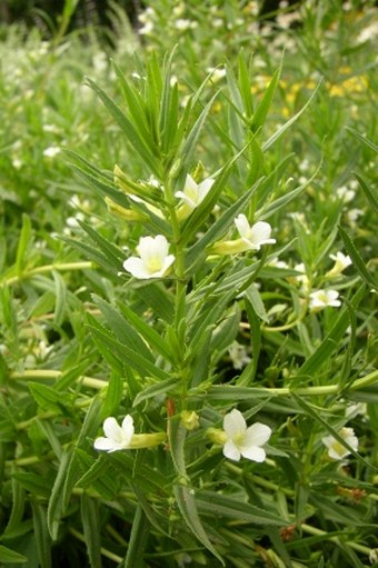 Gratiola officinalis